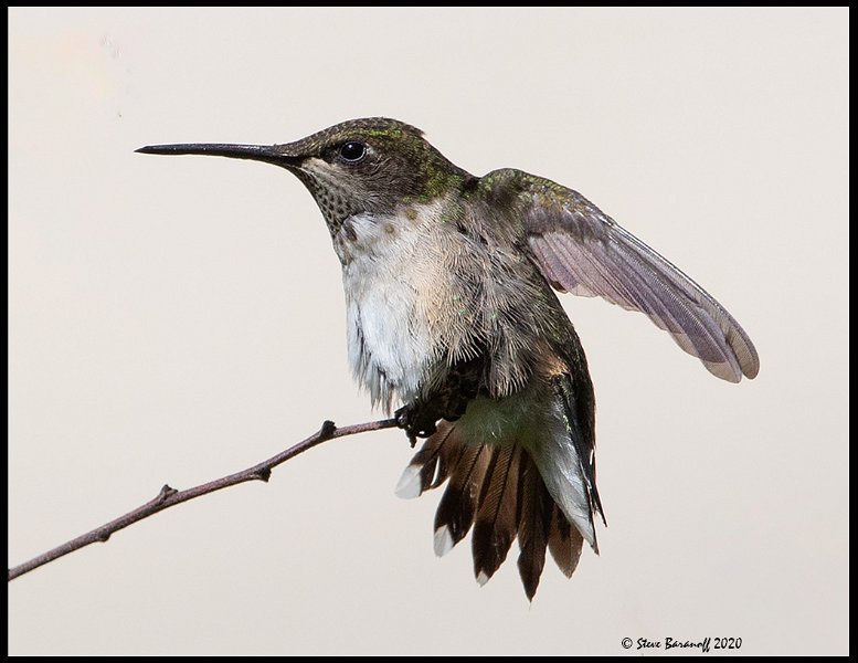 _0SB1683 ruby-throated hummingbird.jpg